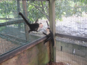 Capuchin-Spider-Monkey