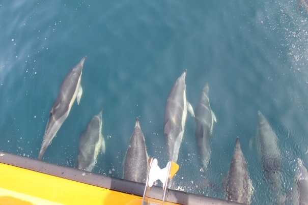 Dolphin-Watching-Gibraltar